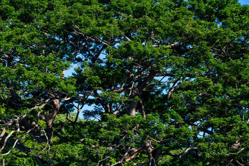 Tree after rain in the morning, look beautiful with bright   