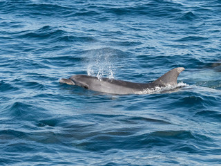 Fototapeta premium Bottlenose Dolphin