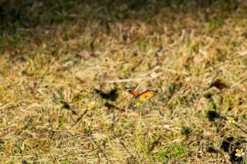 Butterflies on the island of the morning twigs look beautiful most common     