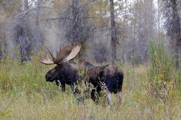 outside the city of Jackson in Wyoming USA,I ve had several meetings with the American Elk, Moose.Each of the bulls was very large,even for American mesurements