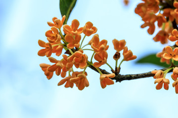 Yellow osmanthus blossoms on osmanthus tree