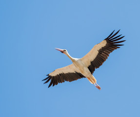 Obraz premium White Stork on Autumn Migration