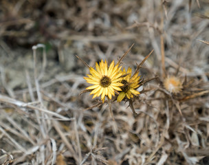 Carlina racemosa