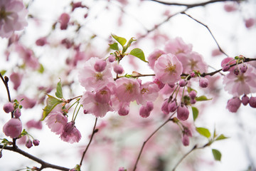 Fototapeta na wymiar pink sakura flowers on a branch in a spring garden against the sky