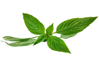 green leaf isolated on white background
