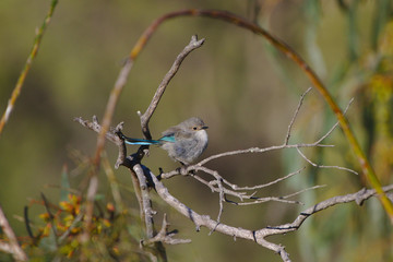 A female Splendid Fairy Wren on the banks of the Moore River, Western Australia