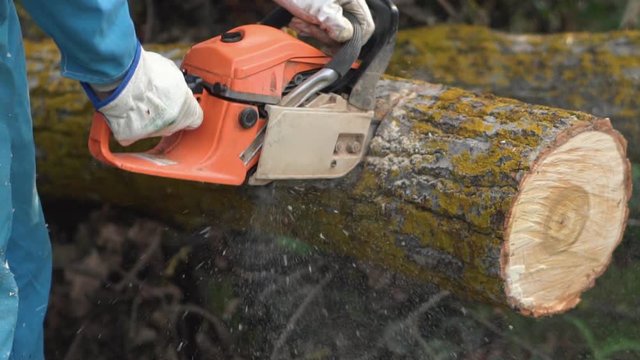 Lumberjack logger worker in protective gear cutting firewood timber tree in forest with chainsaw .
