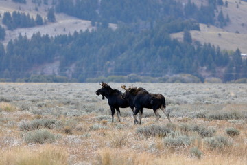 outside the city of Jackson in Wyoming USA,I ve had several meetings with the American Elk, Moose.Each of the bulls was very large,even for American mesurements
