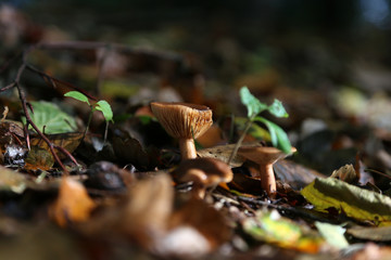 Pilze im Wald zur Herbst Zeit