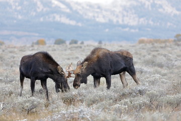 outside the city of Jackson in Wyoming USA,I ve had several meetings with the American Elk, Moose.Each of the bulls was very large,even for American mesurements