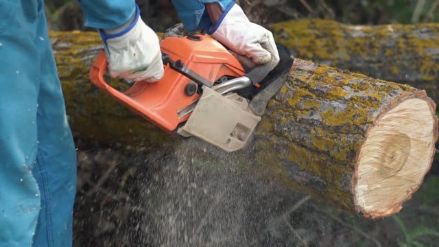 Lumberjack logger worker in protective gear cutting firewood timber tree in forest with chainsaw .