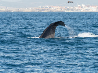 Sperm Whale Diving Showing Flukes