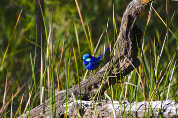 A male Splendid Fairy Wren in breeding plumage on the banks of the Moore River, Western Australia