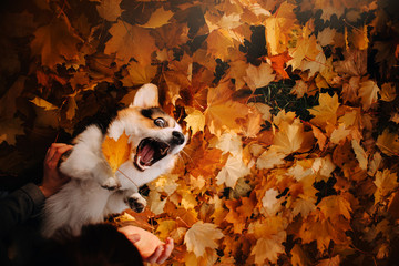 Pembroke Welsh Corgi dog playing in the leaves