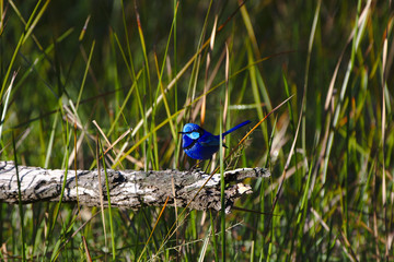 A male Splendid Fairy Wren in breeding plumage on the banks of the Moore River, Western Australia