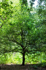 Green trees in Sherwood Forest. Sunlit forest glades of birdsong and peace. The ancient ‘Robin Hood’ woodland of oak and birch trees. 
