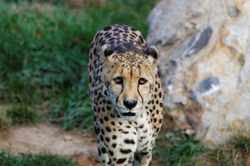 Vieux guépard en gros plan