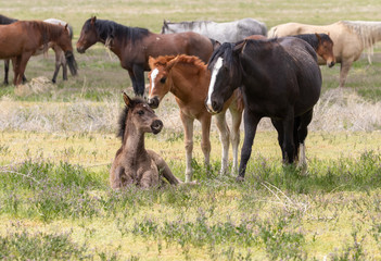 Naklejka na ściany i meble Wild Horses in Spring in the Utah Desert