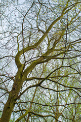 Green trees in Sherwood Forest. Sunlit forest glades of birdsong and peace. The ancient ‘Robin Hood’ woodland of oak and birch trees. 