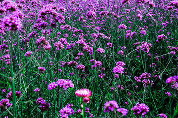 Beautiful colors of fresh purple flowers  blossom, Violet lavender fields background.