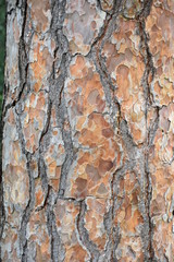 Baum
