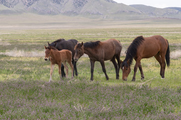 Wild Horses in Spring in the Utah Desert