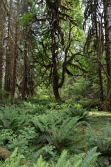 Hoh Rain Forest, located near the Olympic Peninsula in western Washington State, North America. Hall of Mosses trail, American National Park. Protected Rain Forest with Giant Trees