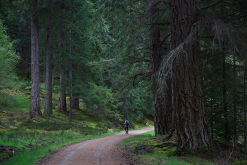 In a scene steeped in peacefulness, a person walks on a path in a forest of impressive Scots pines in Glen Affric (Scottish Highlands)