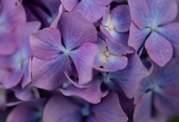 fiori e insetti della natura visti da vicinissimo
