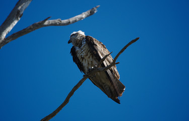 An osprey overlooking the Harvey Estuary in the south west of Western Australia