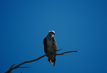 An osprey overlooking the Harvey Estuary in the south west of Western Australia