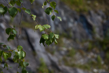 Land landscape mountain park.The picturesque landscape of the mountain natural park Ruskeala. You can see the rocks and their fragments, coniferous forest, mountains, wildlife. Russia, Karelia