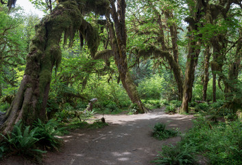 Hoh Rain Forest, located near the Olympic Peninsula in western Washington State, North America. Hall of Mosses trail, American National Park. Protected Rain Forest with Giant Trees