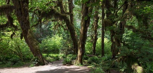 Hoh Rain Forest, located near the Olympic Peninsula in western Washington State, North America. Hall of Mosses trail, American National Park. Protected Rain Forest with Giant Trees