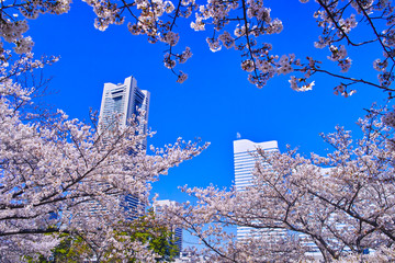 横浜市みなとみらい地区、春の満開の桜