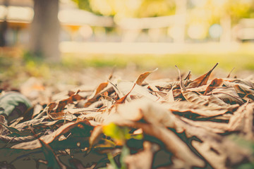 autumn leaves in park