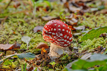 Amanita muscaria