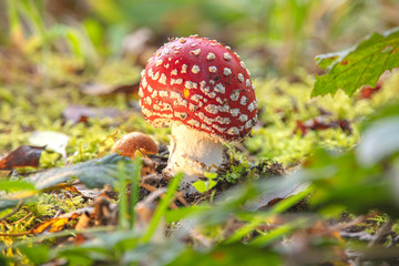 Fliegenpilz