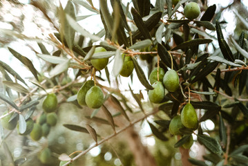 Pile of green olives on the tree during the harvesting. Lesbos. Greece.