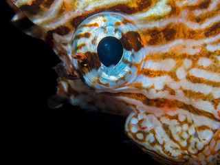 A close up of the eyes of a lion fish