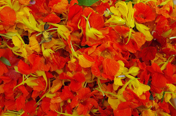 Naklejka na ściany i meble Edible Orange and Yellow Nasturtium Flowers 