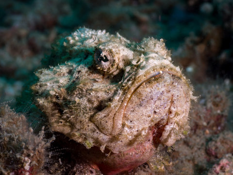 A stone fish resting on the coral reef.