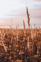 Obraz premium sunset over field