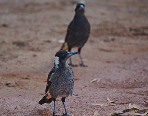 Magpie on red dirt, Western Australia