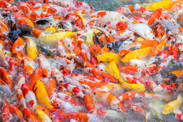 Fancy carp, Koi fish, Mirror carp (Cyprinus Carpio) are swimming and diving in the pond