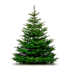 Grüne Wehnachtsbäume isoliert auf weißem Hintergrund - 295659971