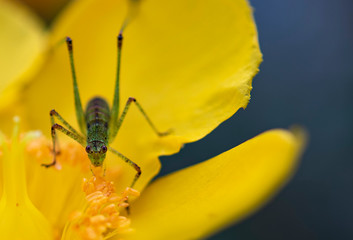 cavalletta minuscola dentro a un fiore di tormentilla