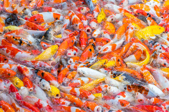 "Butterfly Koi" Bilder – Durchsuchen 291 Archivfotos, Vektorgrafiken