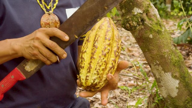 Detail Shot Of A Indigenous Worker Cutting A Cocoa Fruit And Showing The Beans Ecuador