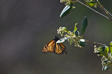 A Monarch butterfly in the south west of Western Australia